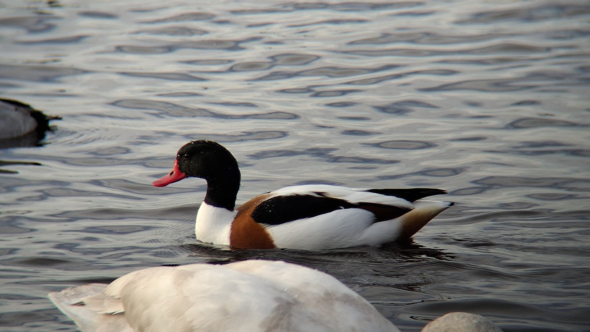 Common Shelduck - ML646844309