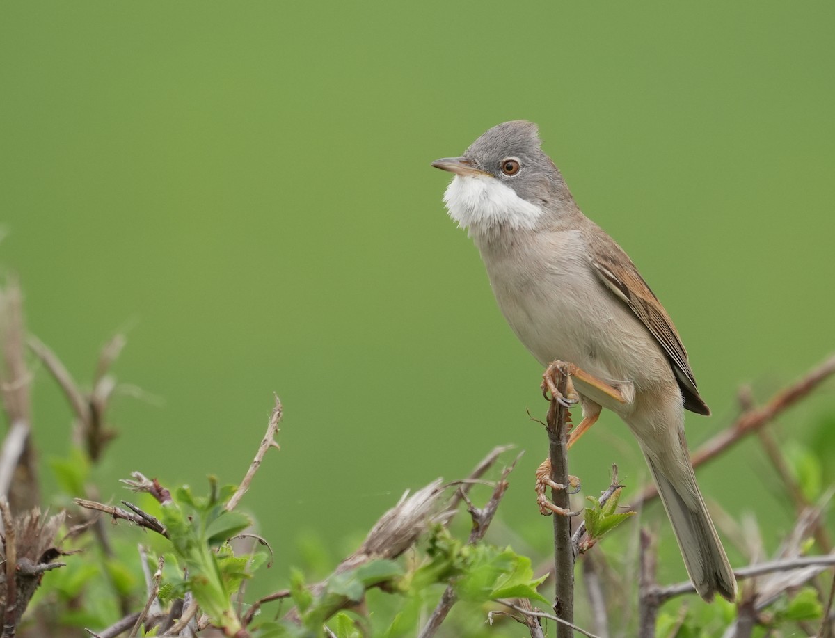 ノドジロムシクイ - ML646844313