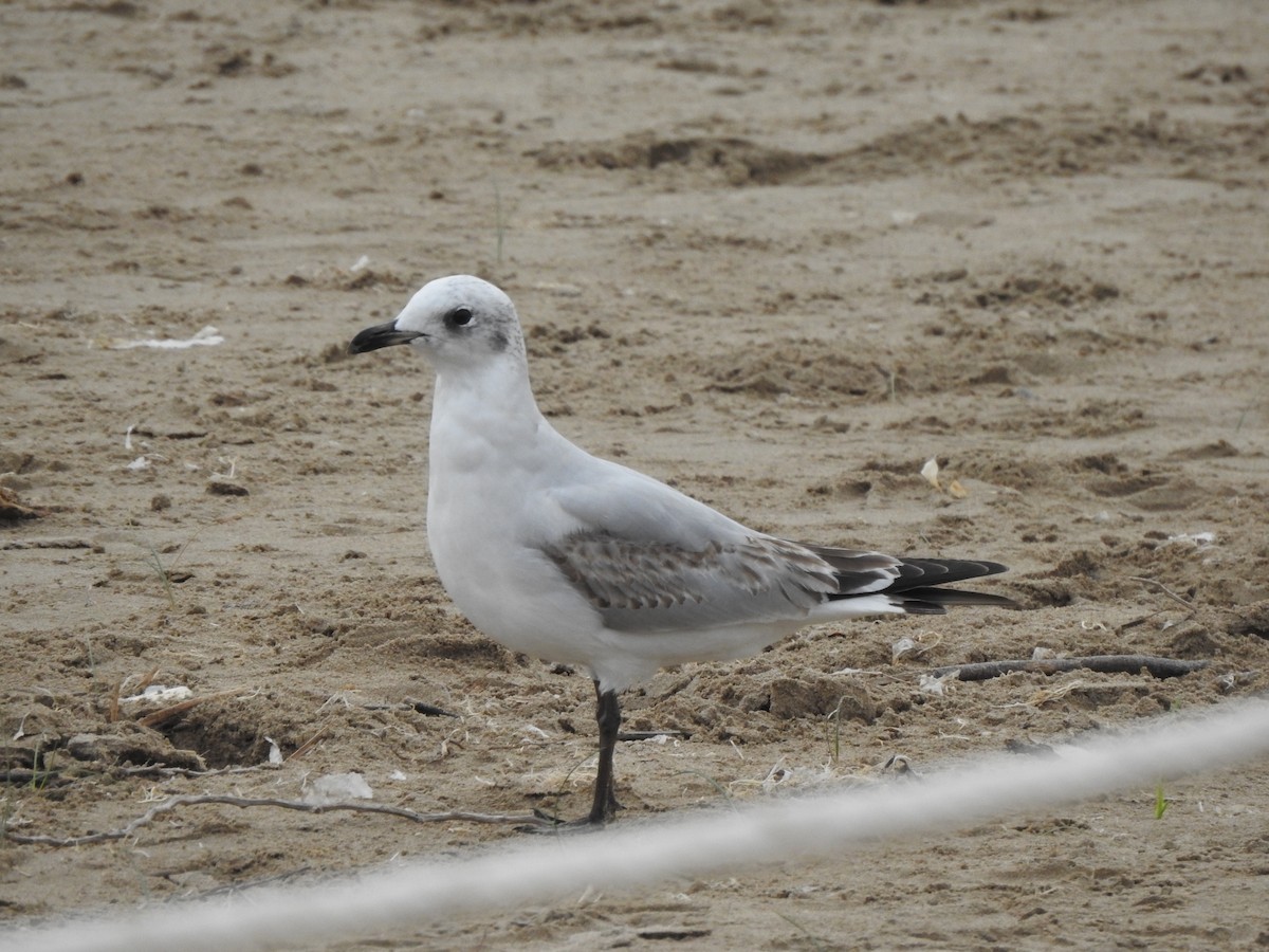Mediterranean Gull - ML646844314
