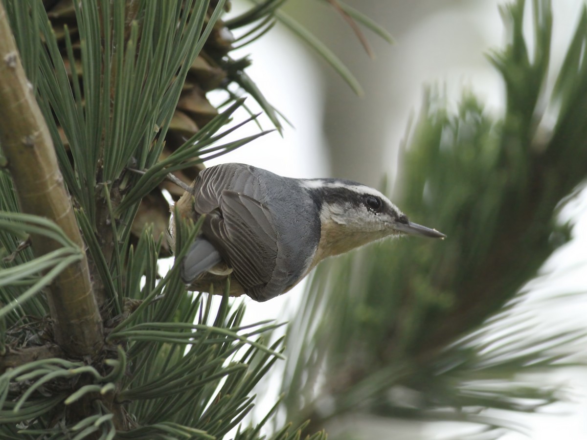 סיטה קנדית - ML646844315