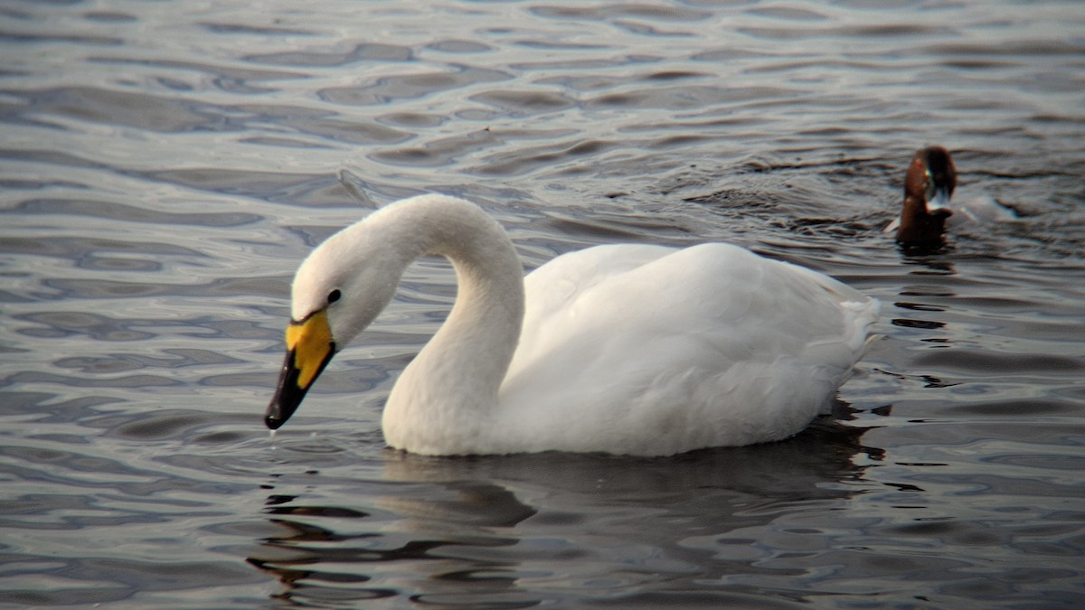 Whooper Swan - ML646844317