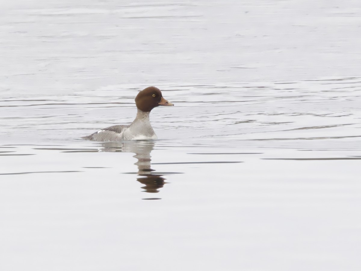 kvinand - ML646844322