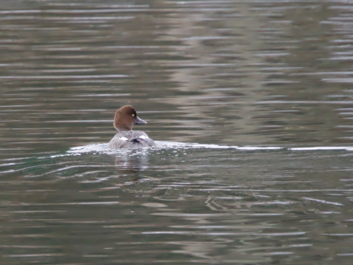 kvinand - ML646844323