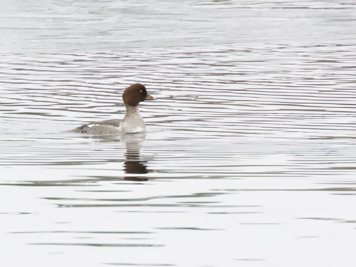 kvinand - ML646844324