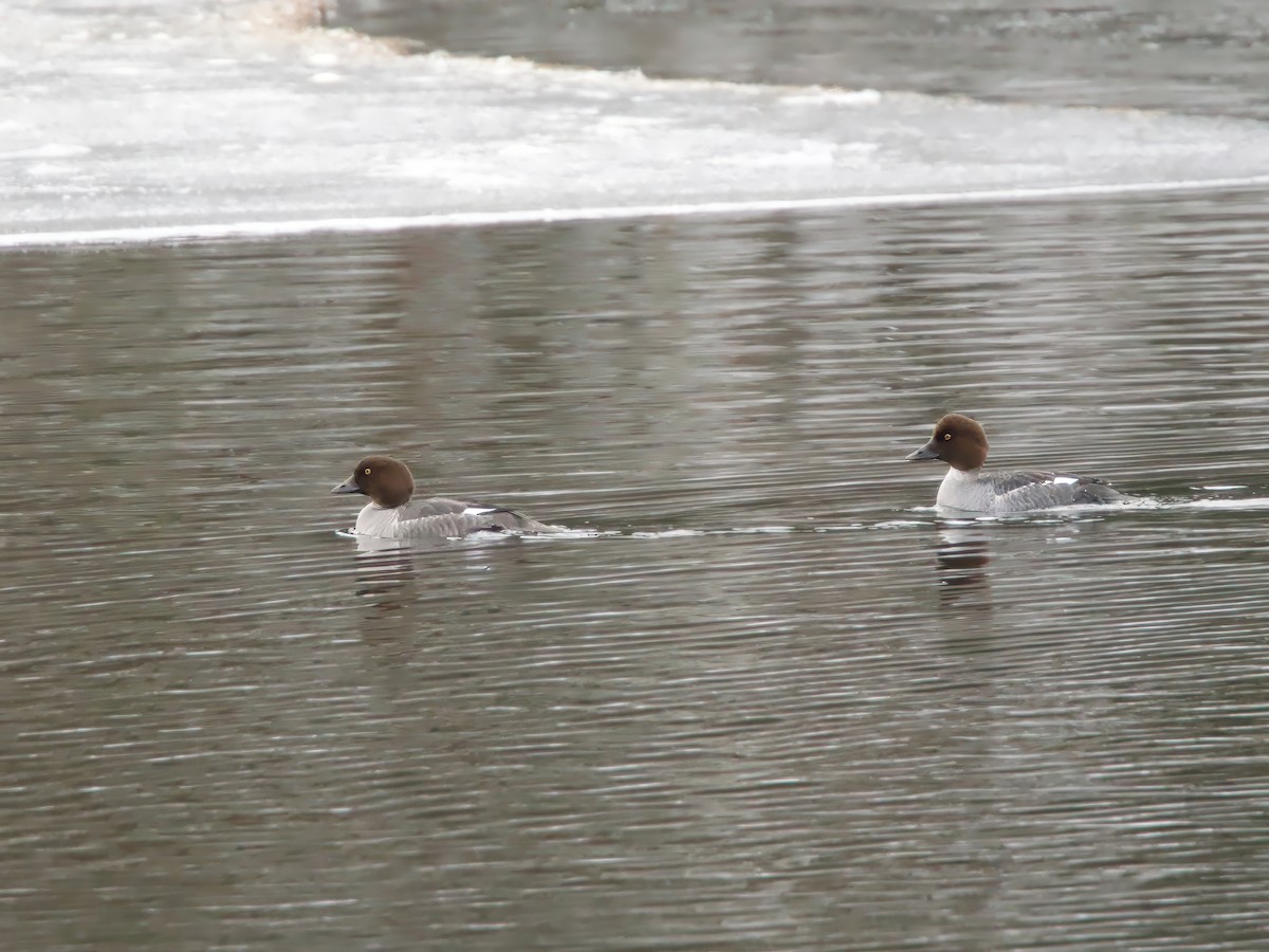 kvinand - ML646844325