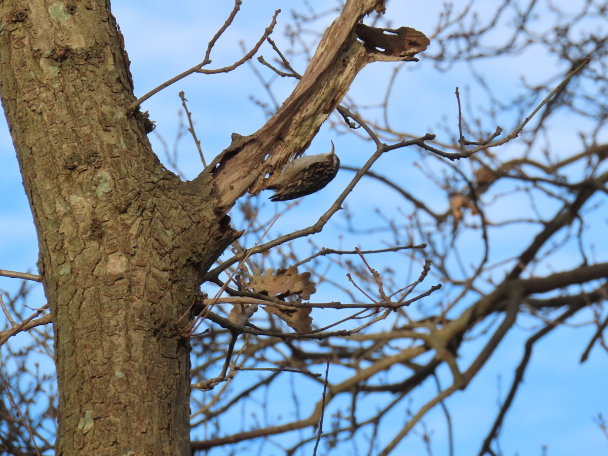 Short-toed Treecreeper - ML646844326