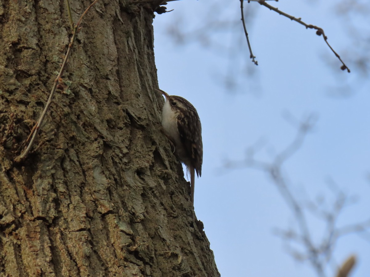 Short-toed Treecreeper - ML646844327