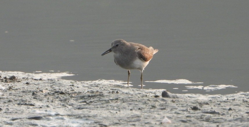 Correlimos de Temminck - ML646844328