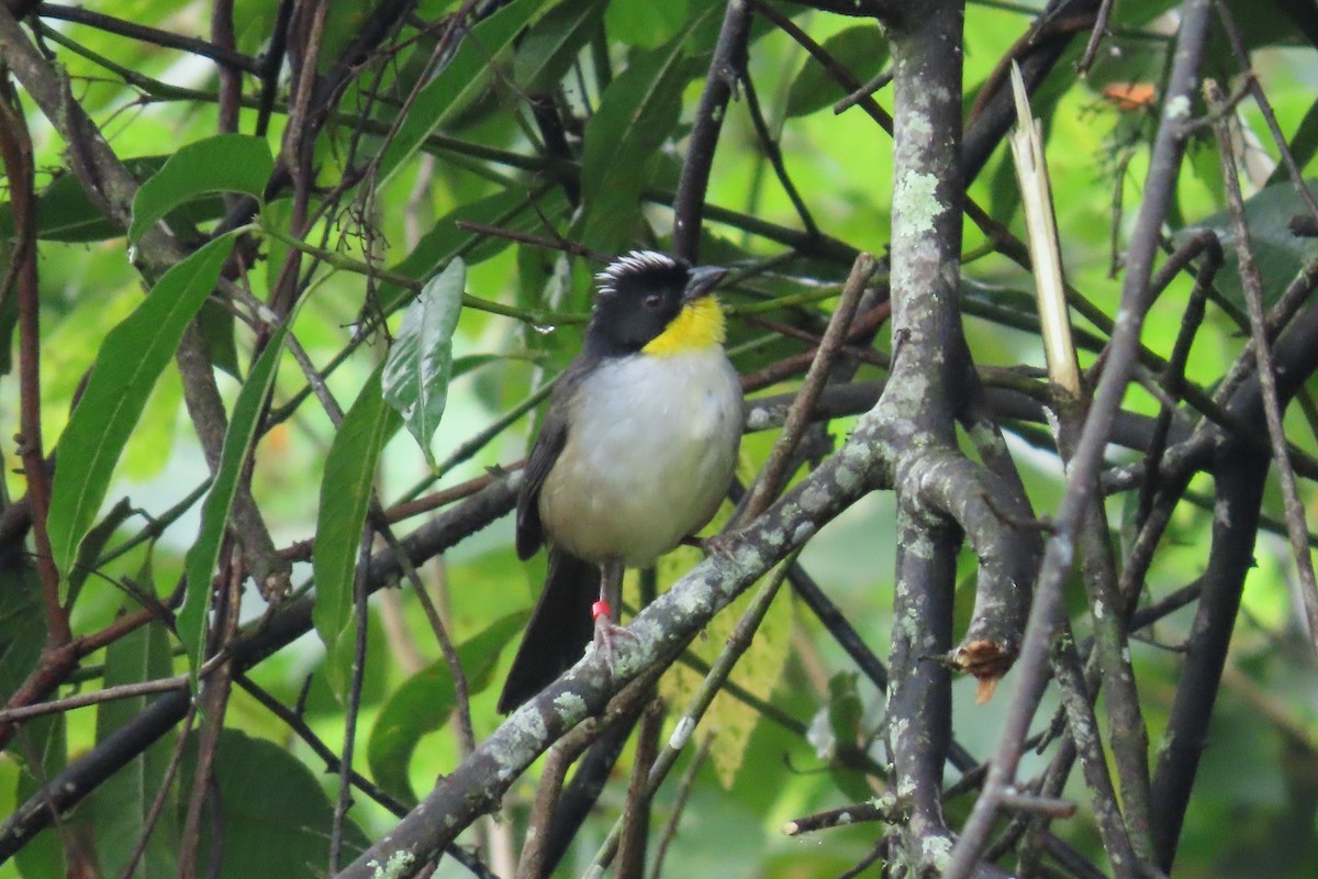 White-naped Brushfinch - ML646844329