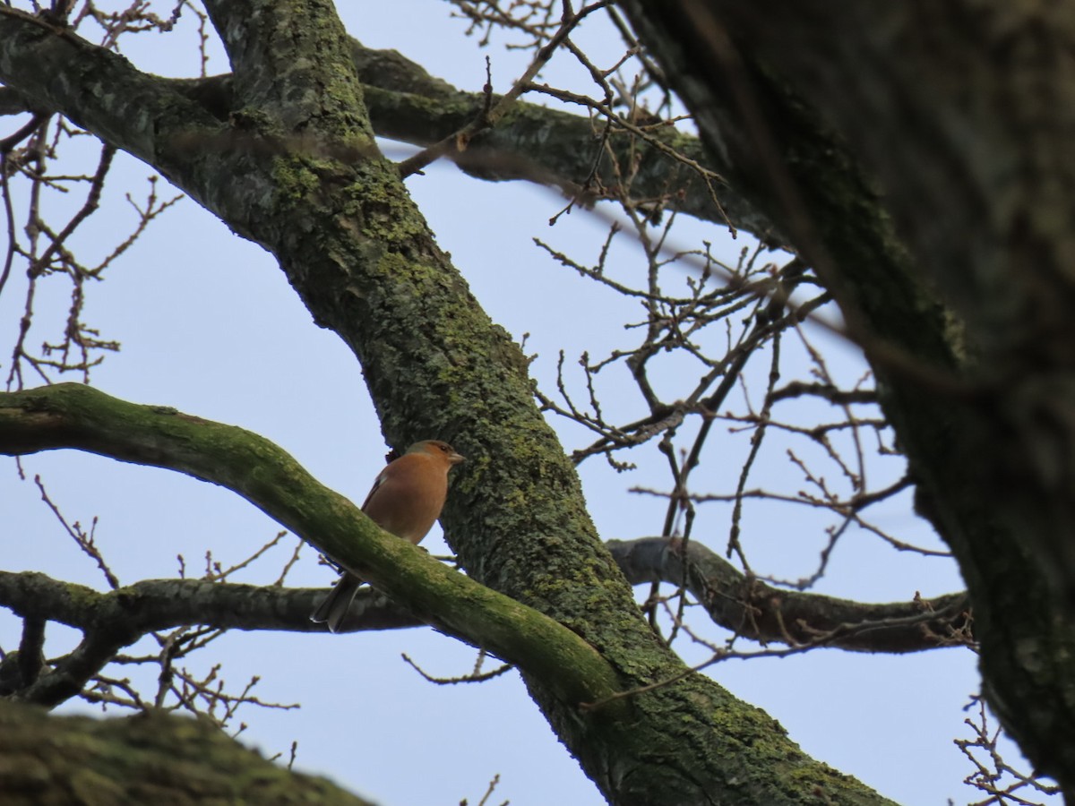 Common Chaffinch - ML646844338