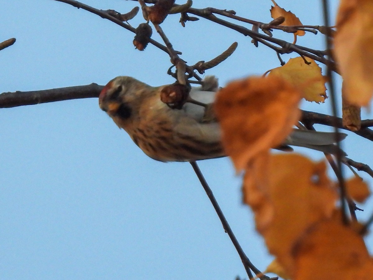 Redpoll (Lesser) - ML646844345