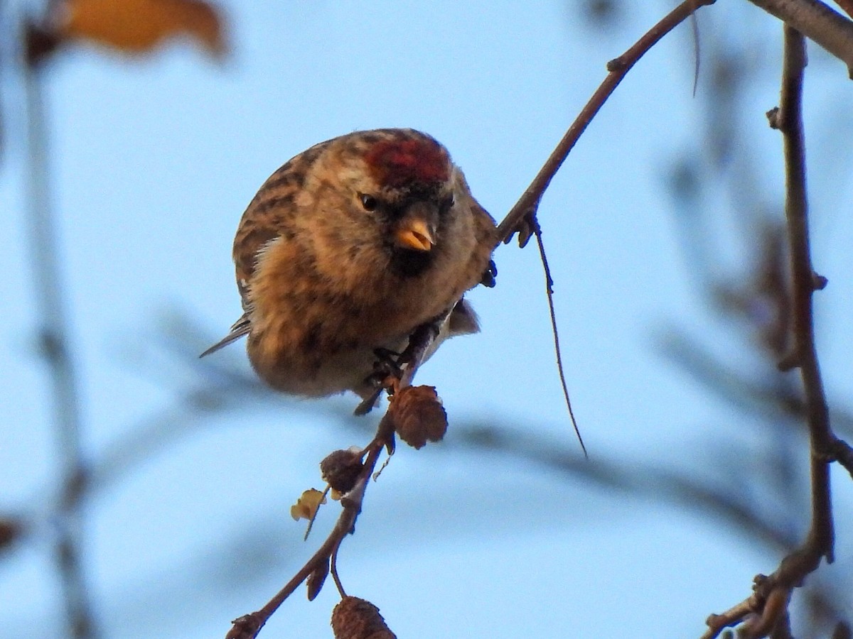 Redpoll (Lesser) - ML646844346