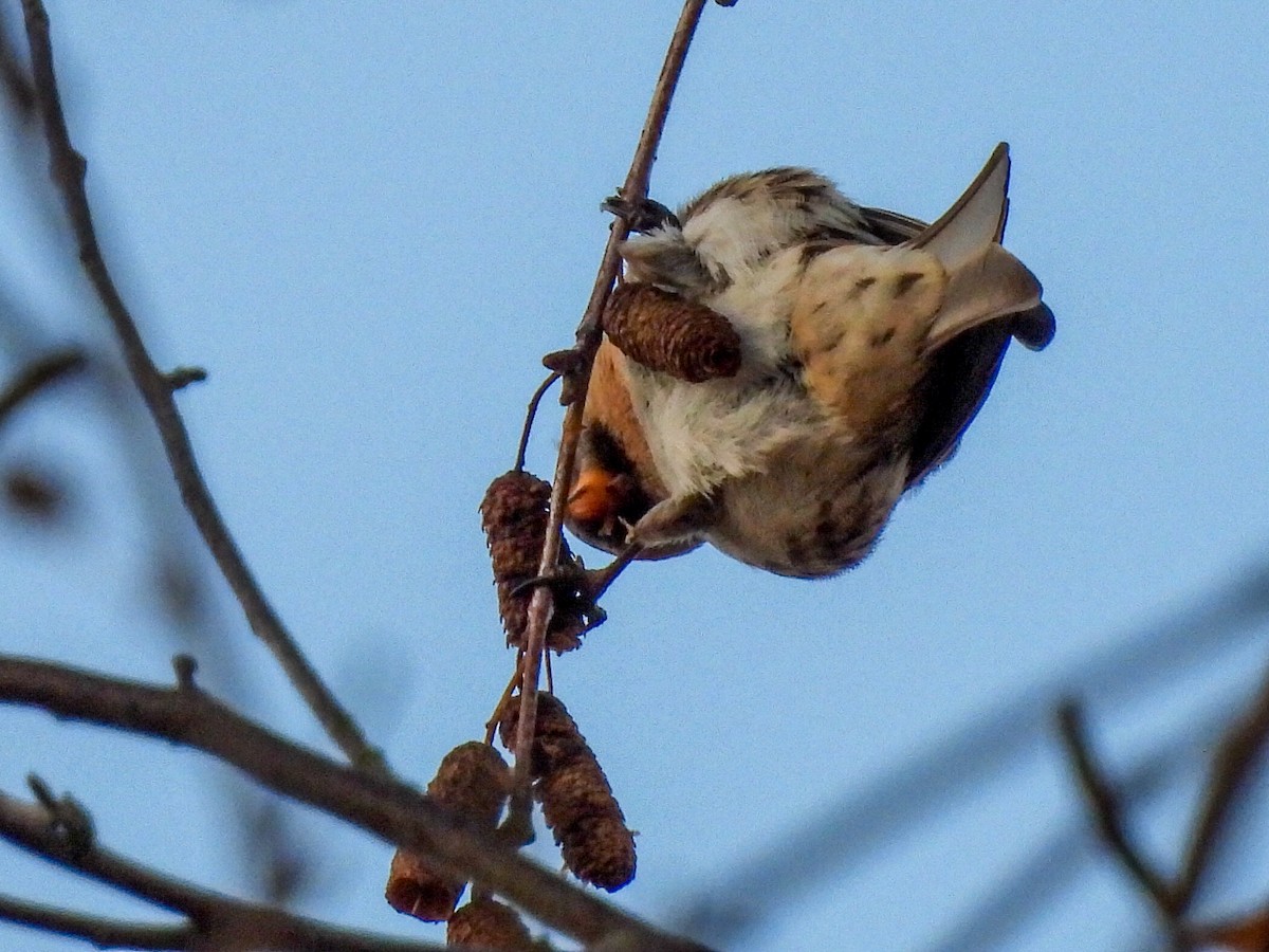 Redpoll (Lesser) - ML646844347