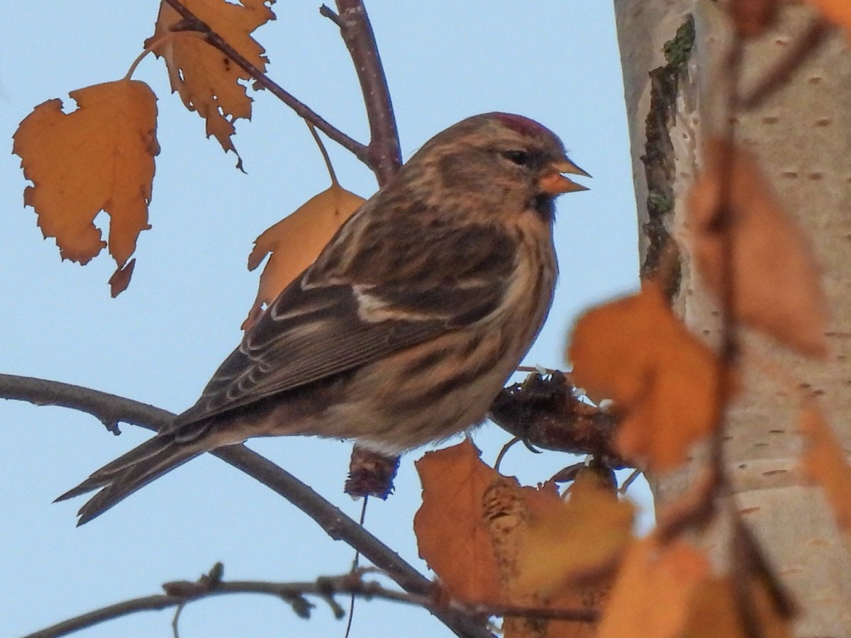 Redpoll (Lesser) - ML646844348