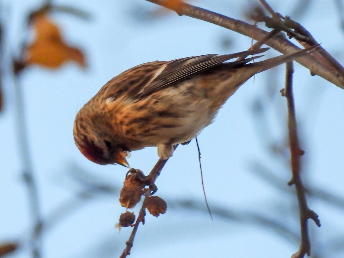 Redpoll (Lesser) - ML646844349