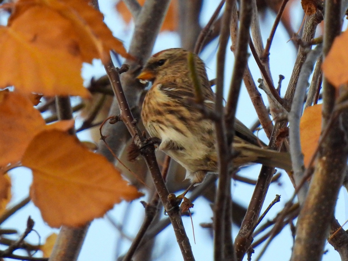 Redpoll (Lesser) - ML646844350