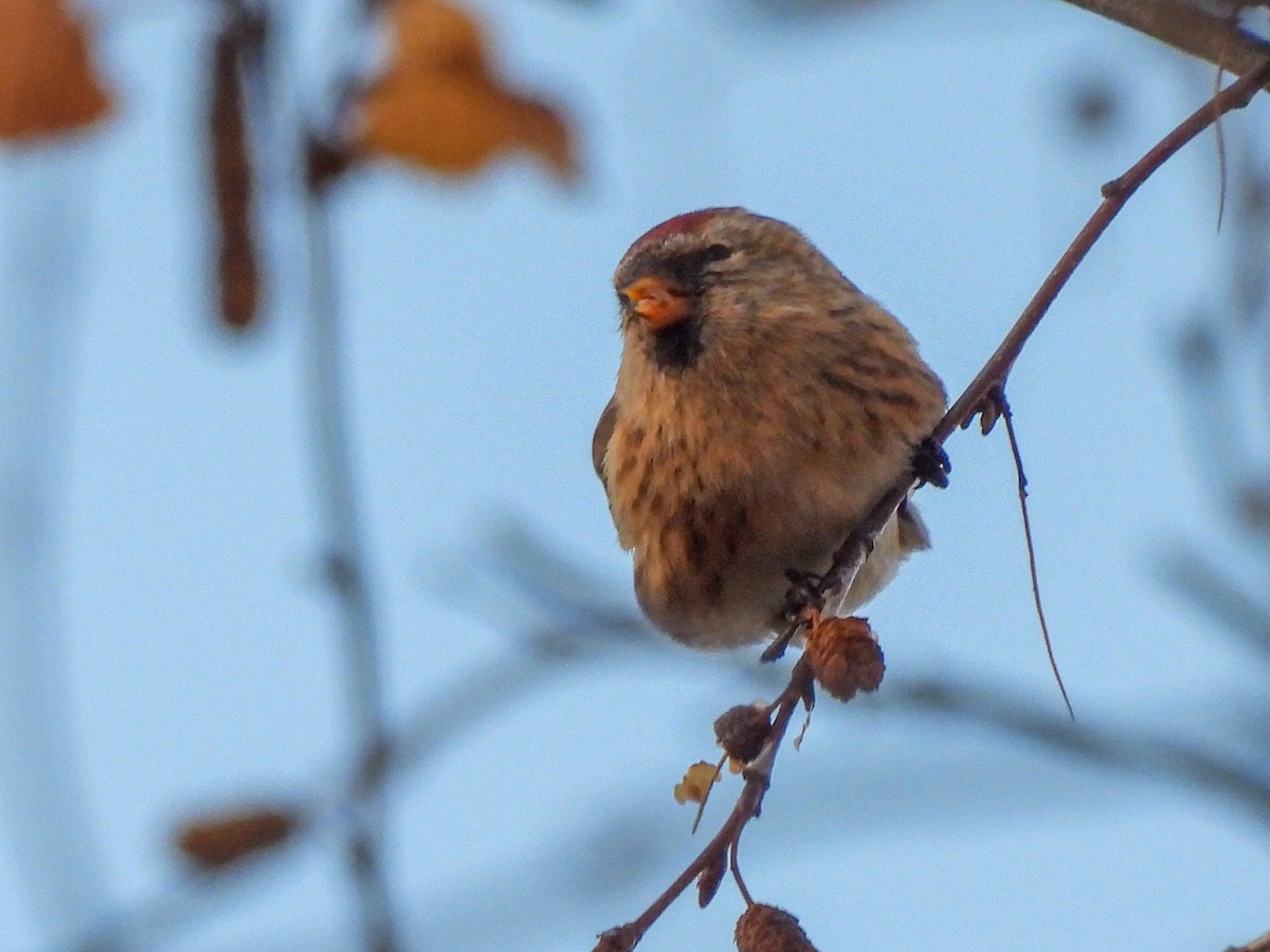 Redpoll (Lesser) - ML646844351