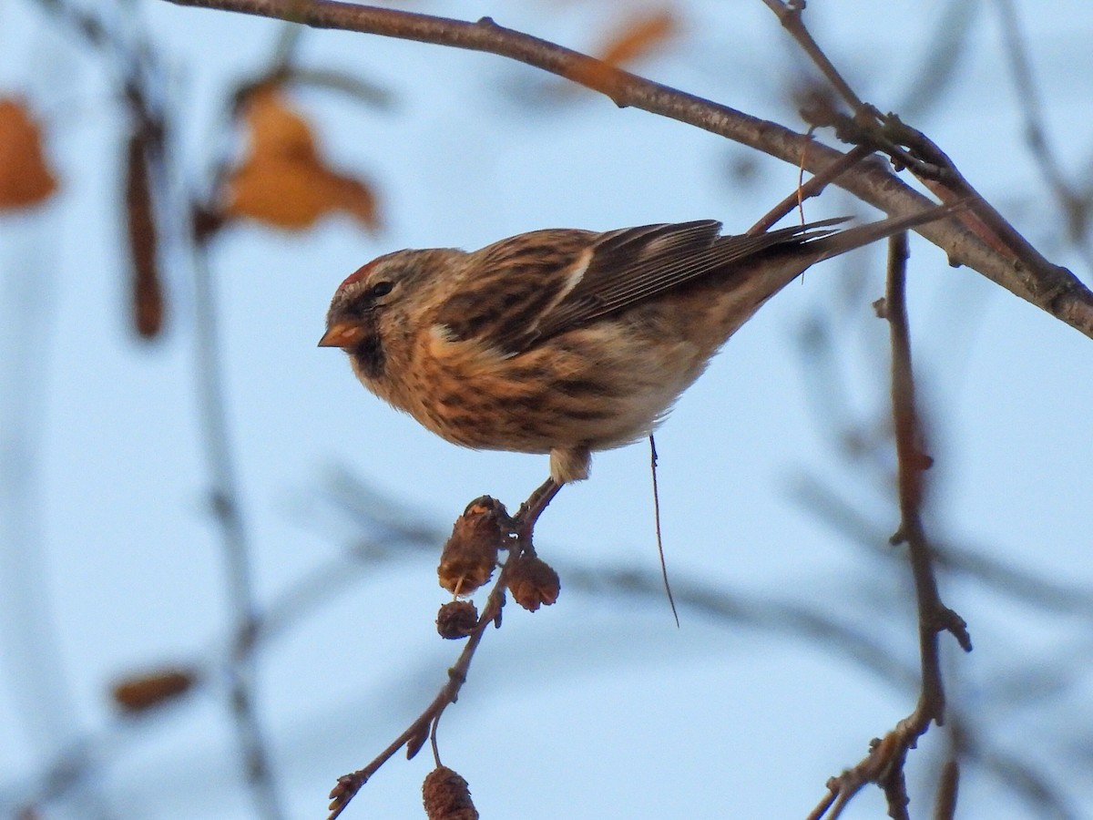 Redpoll (Lesser) - ML646844352