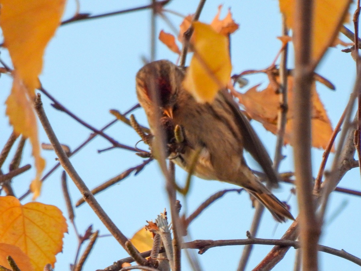 Redpoll (Lesser) - ML646844353