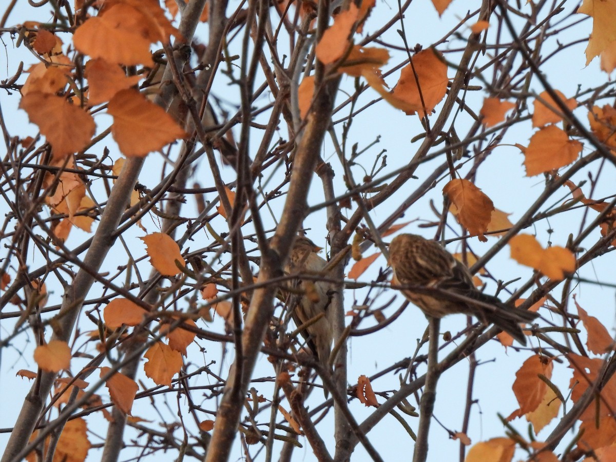 Redpoll (Lesser) - ML646844354