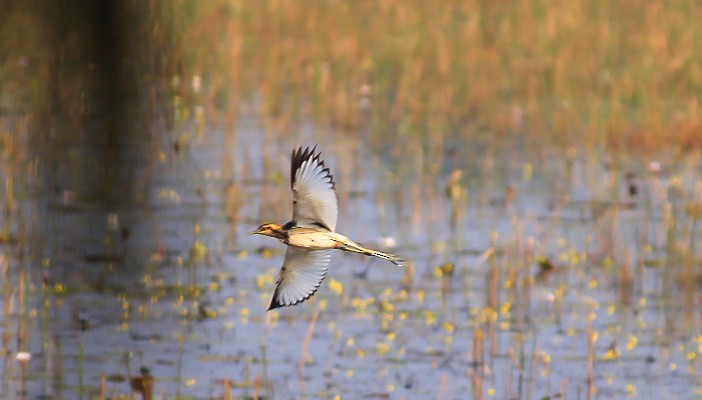 fasanbladhøne - ML646844355