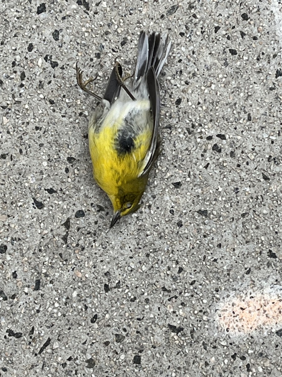 Çam Ötleğeni - ML646844356