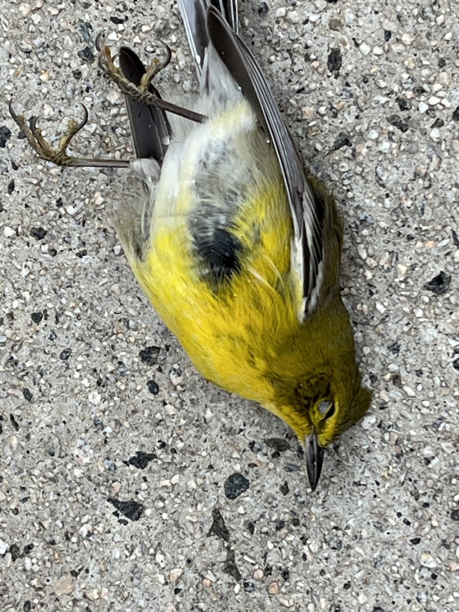 Çam Ötleğeni - ML646844357