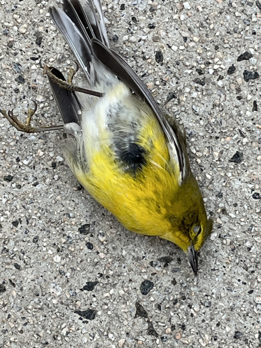 Çam Ötleğeni - ML646844358