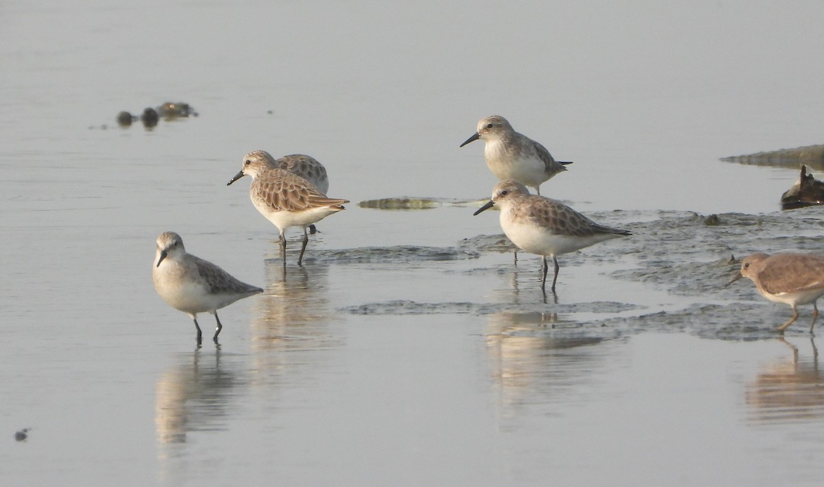 Little Stint - ML646844360