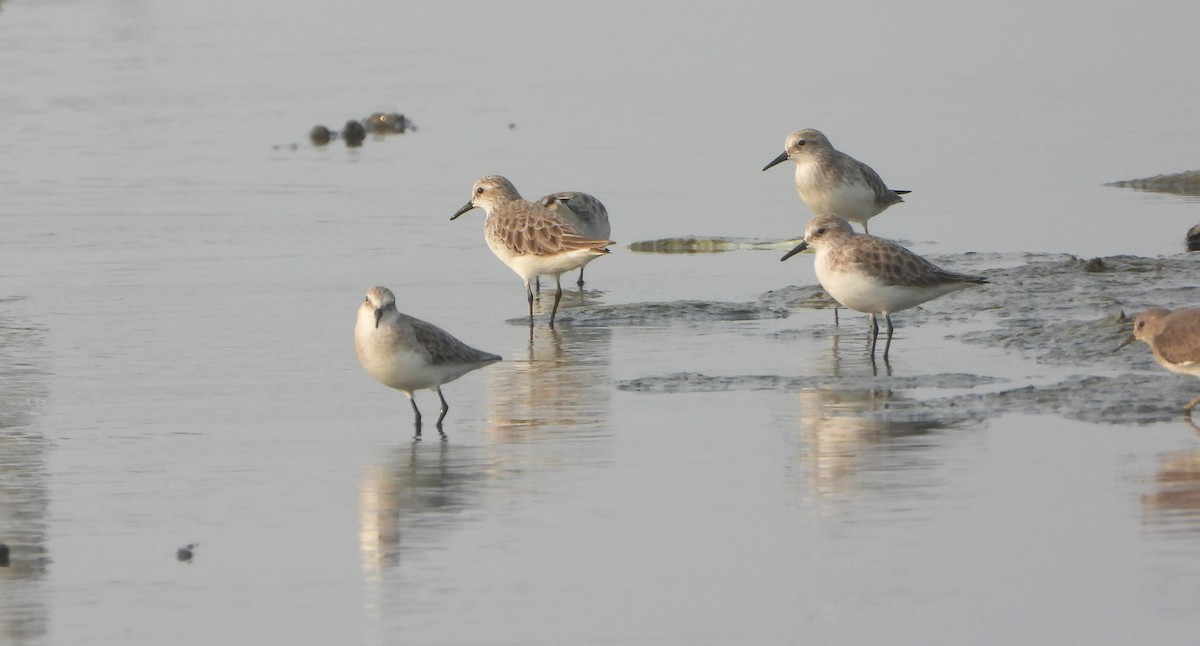 Little Stint - ML646844361