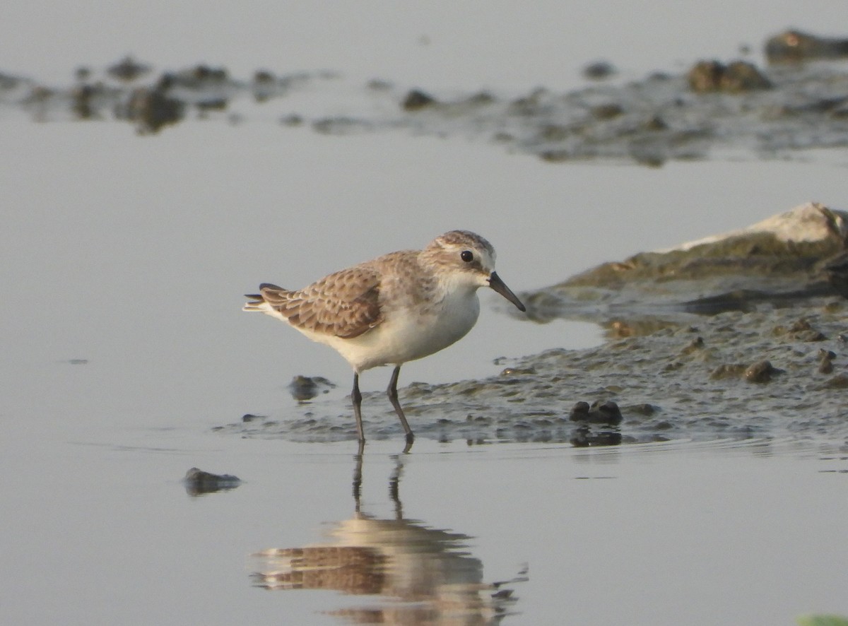 Little Stint - ML646844363