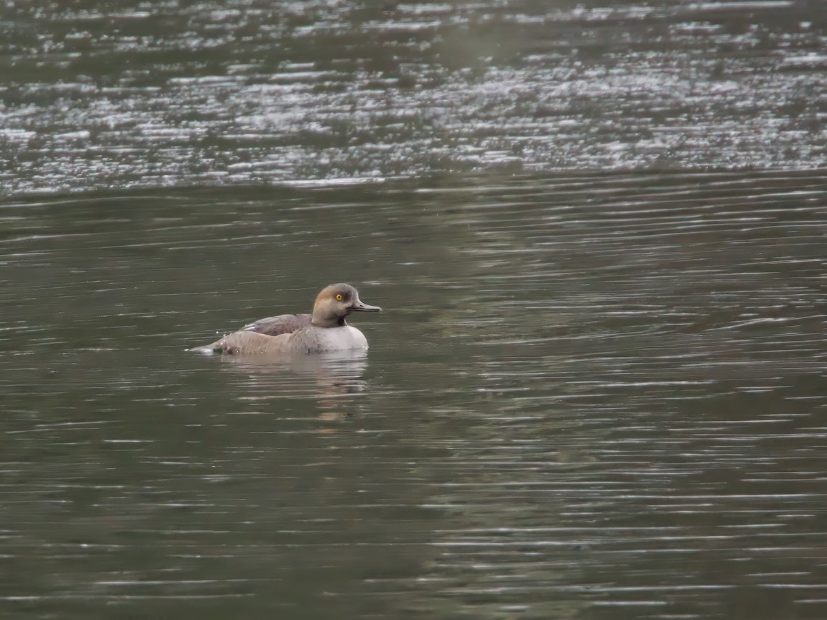 hjelmfiskand - ML646844364