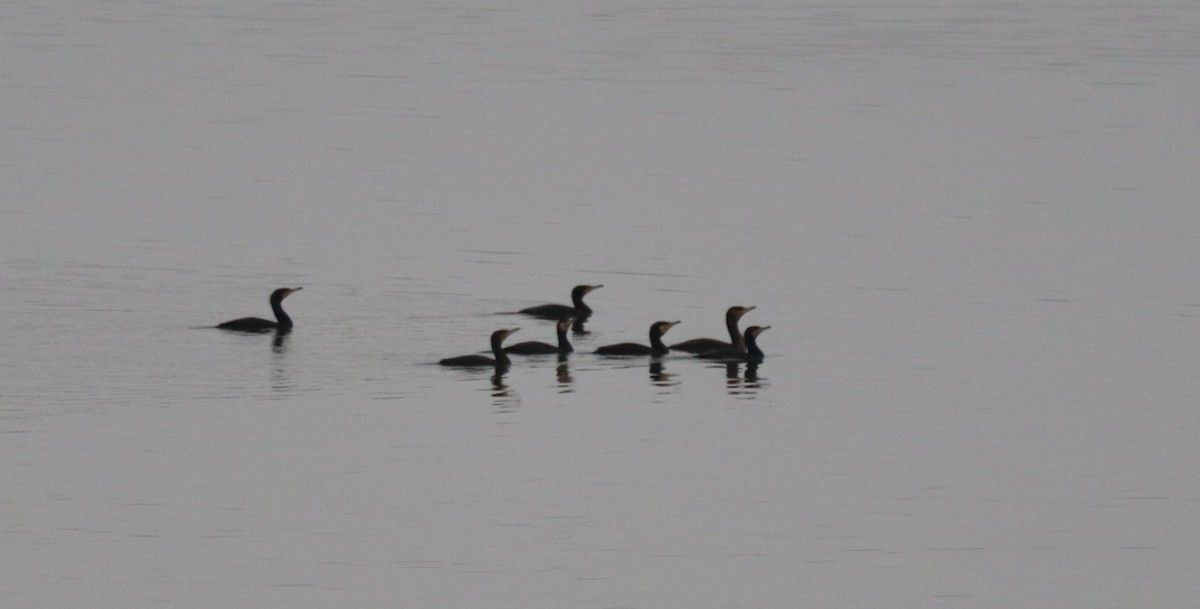 storskarv - ML646844365