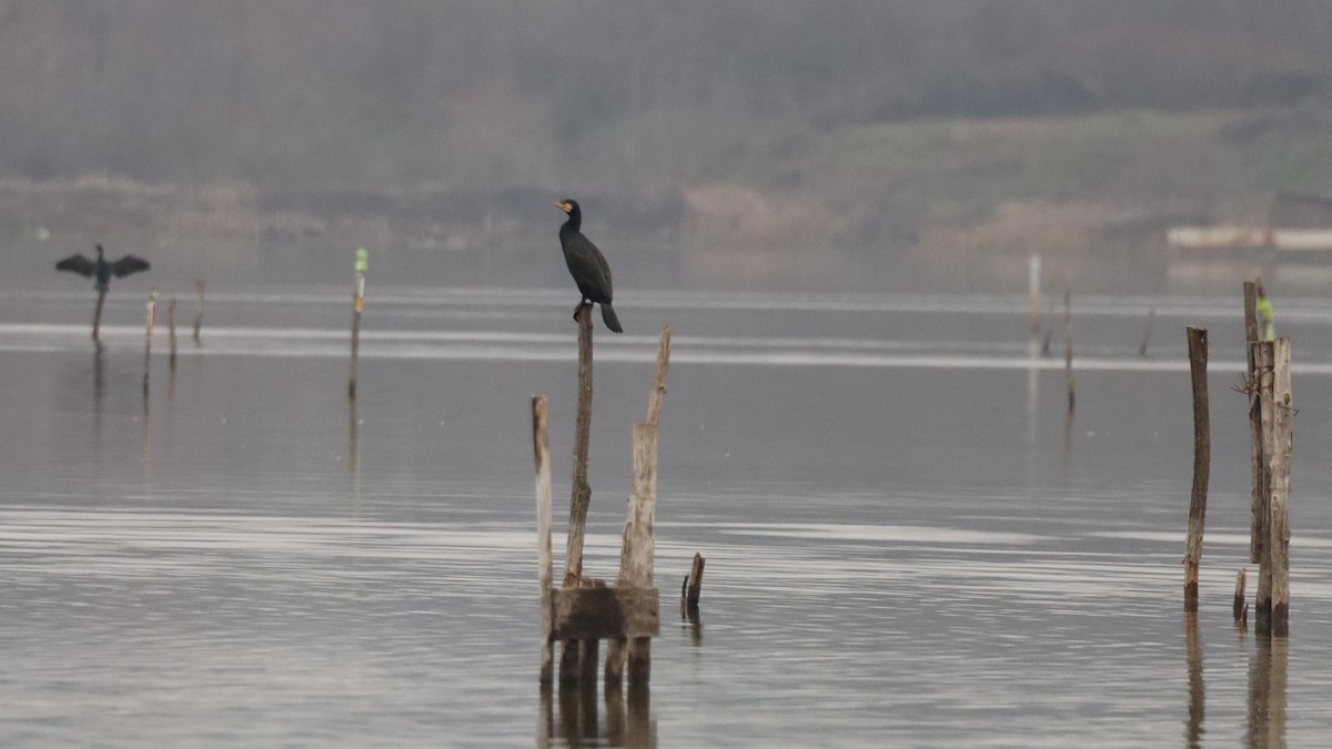 storskarv - ML646844366