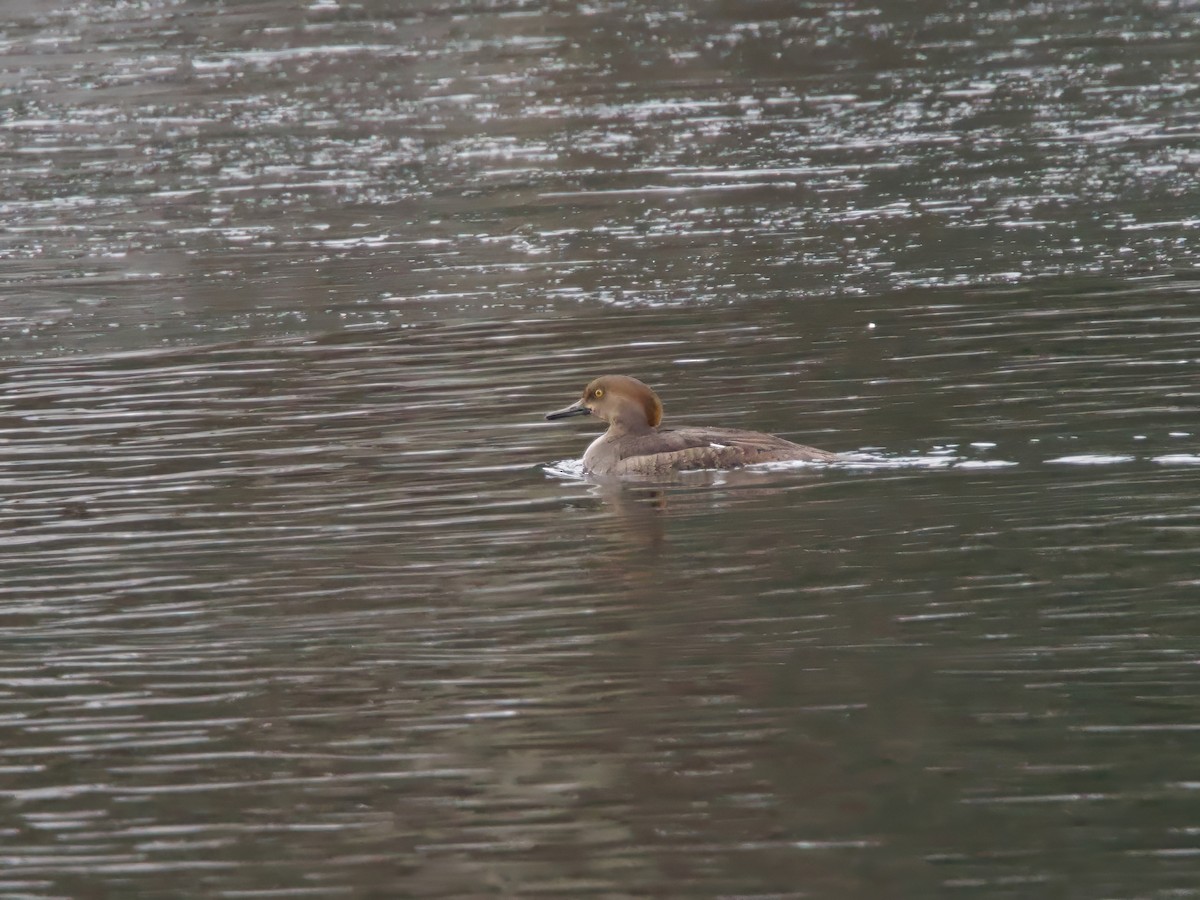 hjelmfiskand - ML646844367