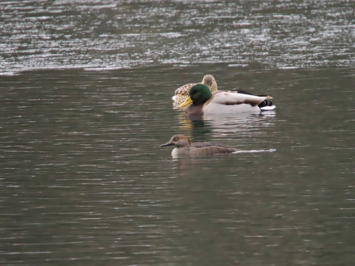 hjelmfiskand - ML646844368