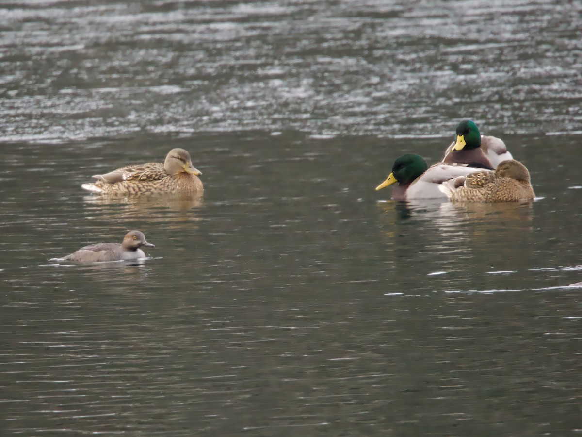 hjelmfiskand - ML646844369