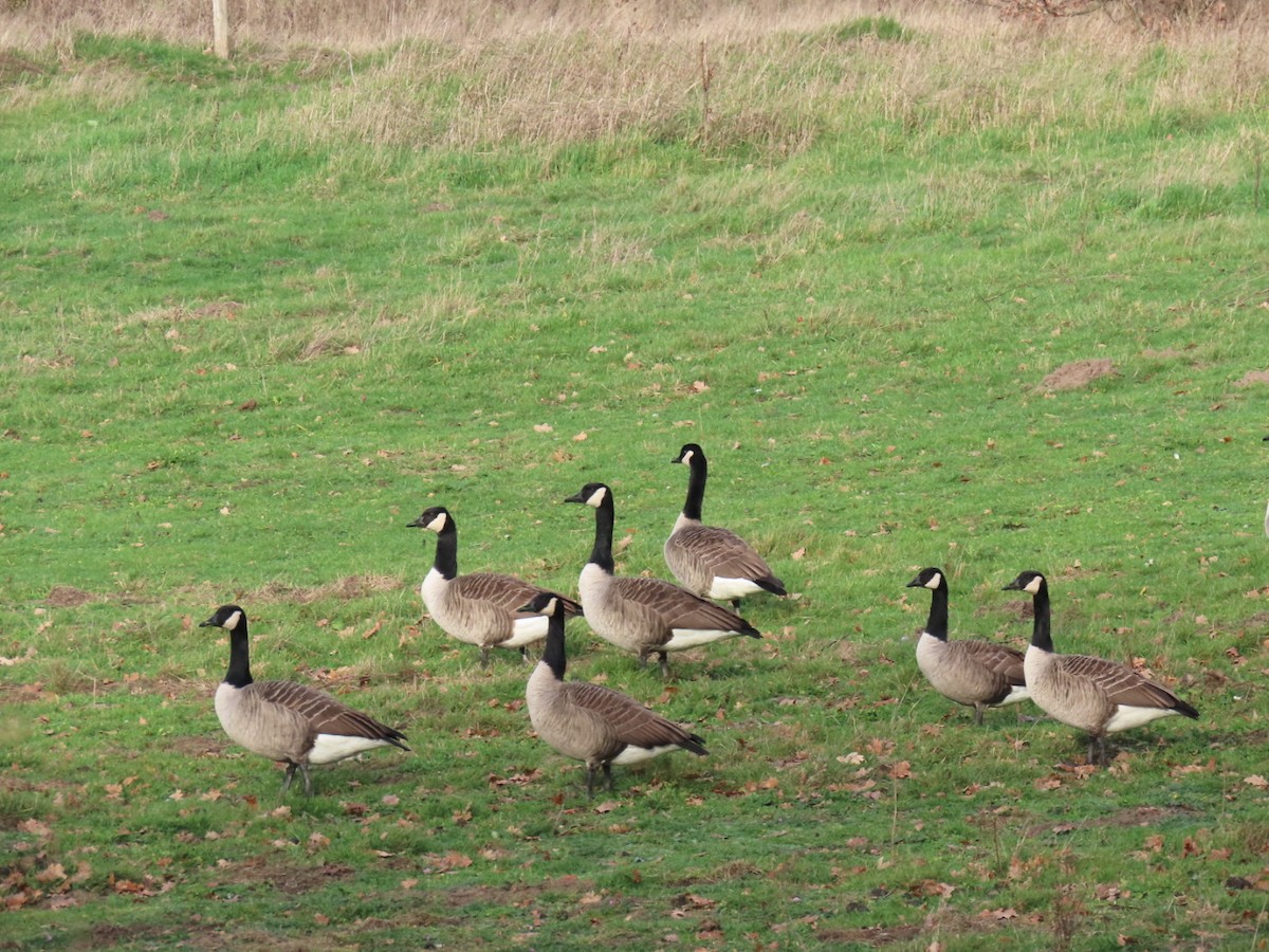 Canada Goose - ML646844370