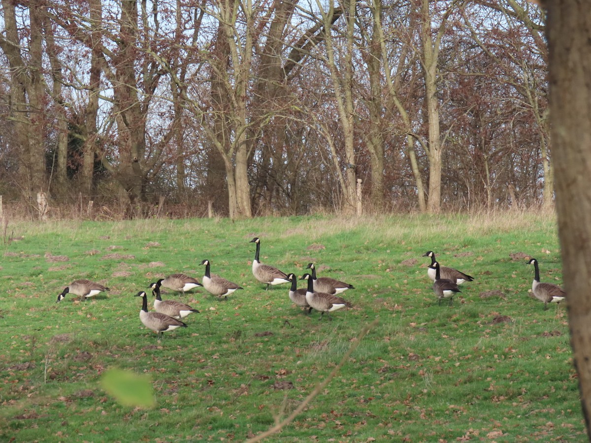 Canada Goose - ML646844371