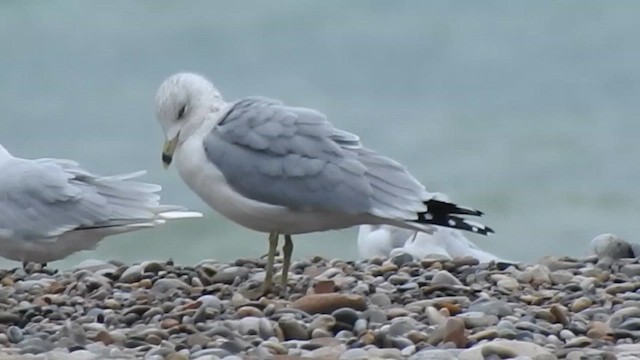 Ring-billed Gull - ML646844372