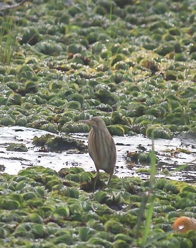 okerrørdrum - ML646844373