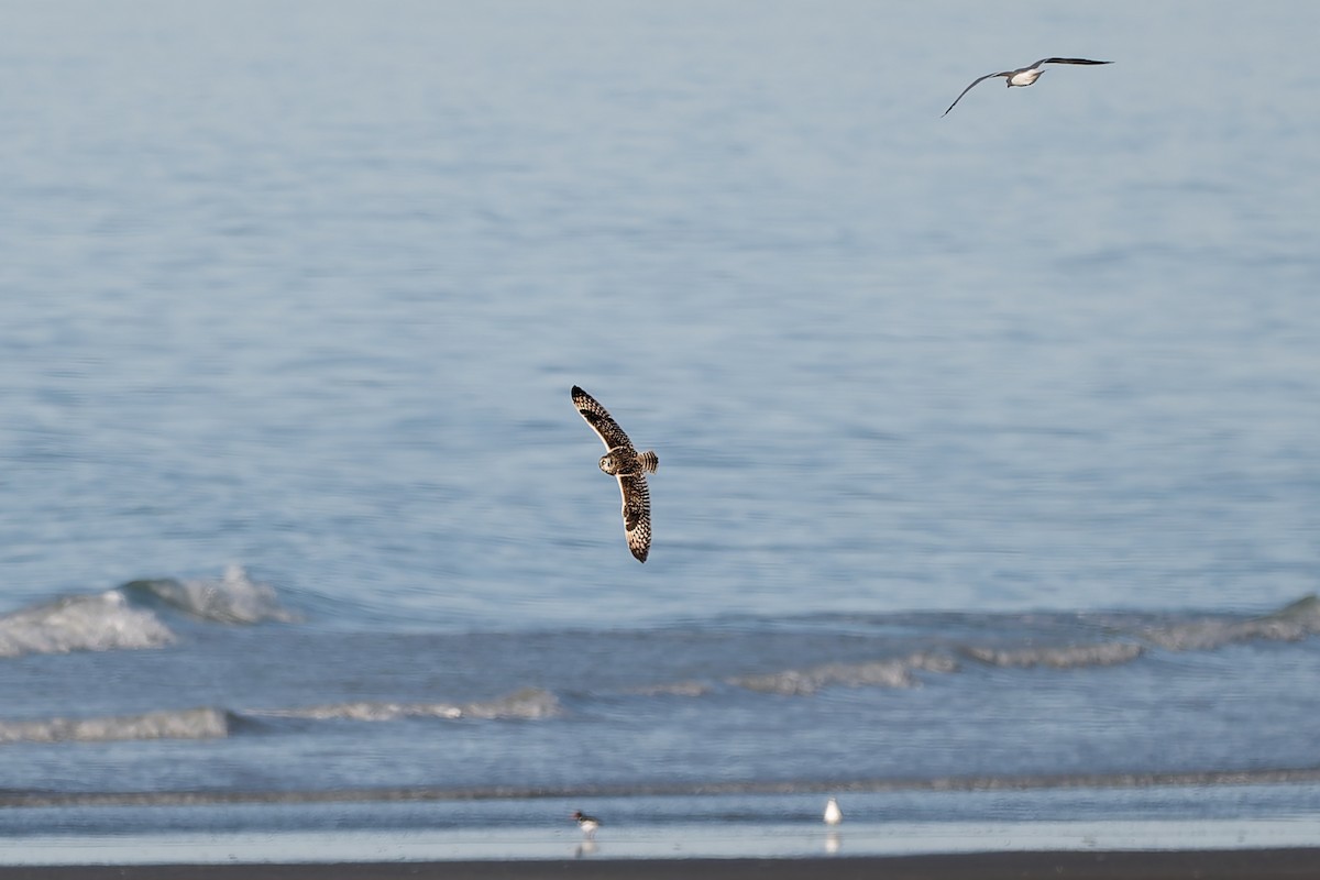 Болотная сова - ML646844374