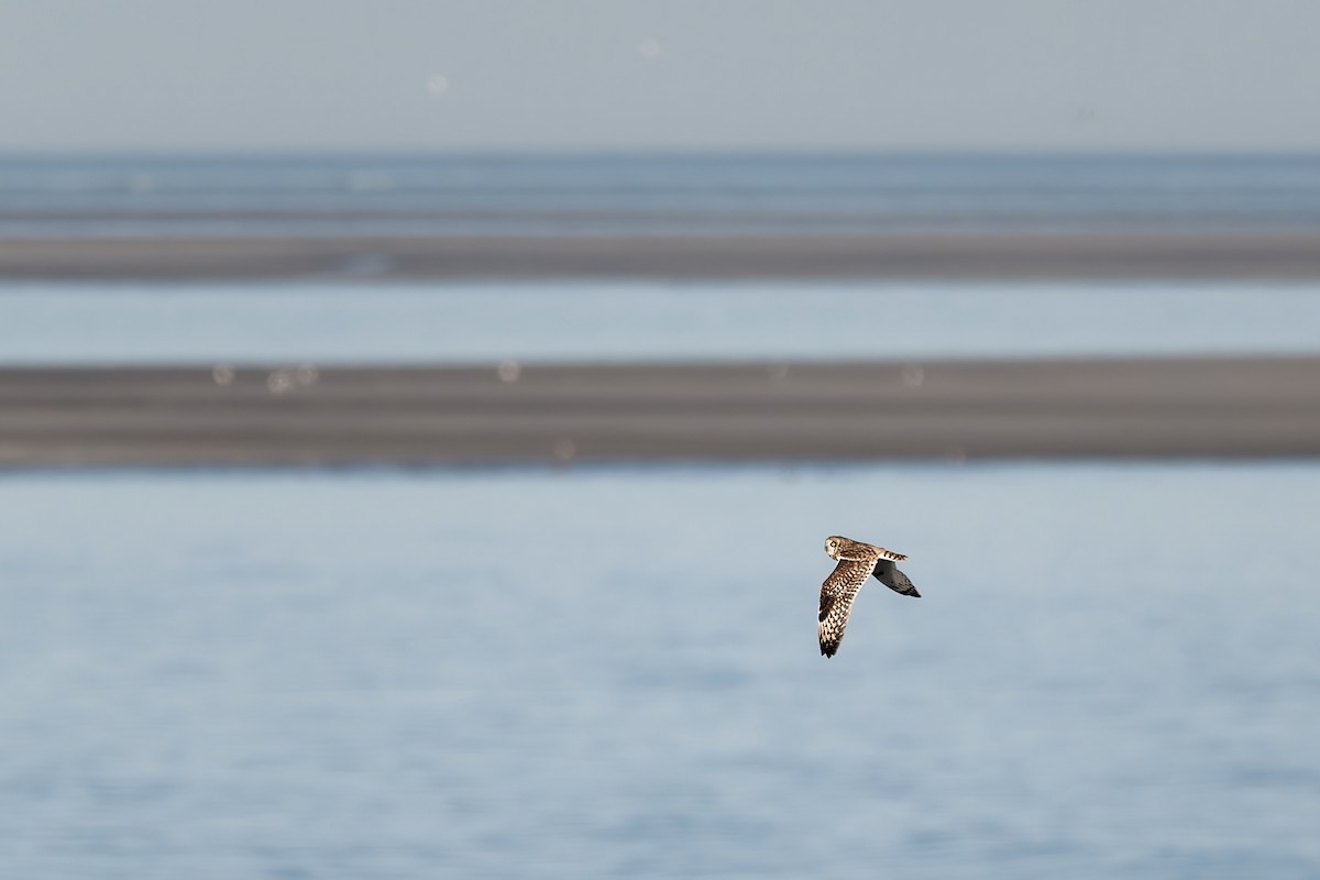 Болотная сова - ML646844375