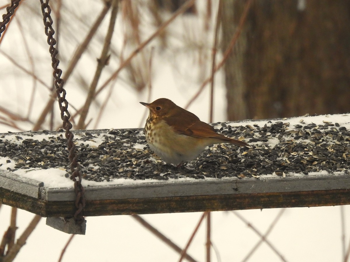 Hermit Thrush - ML646844376
