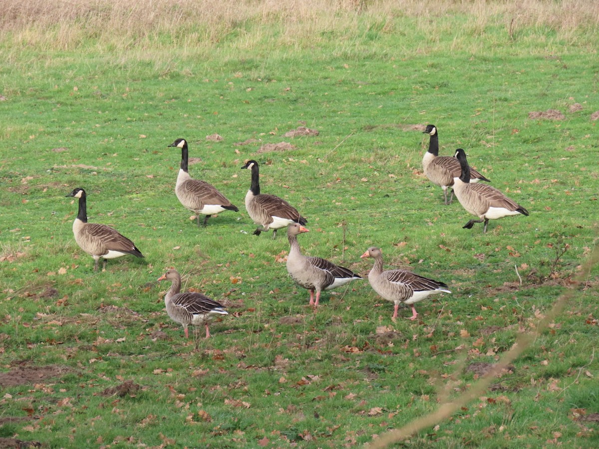 Graylag Goose - ML646844377