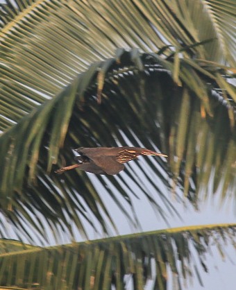 Black Bittern - ML646844378