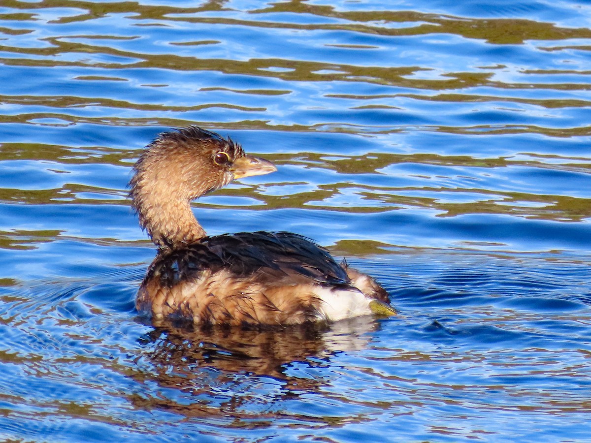 Pied-billed Grebe - ML646844379