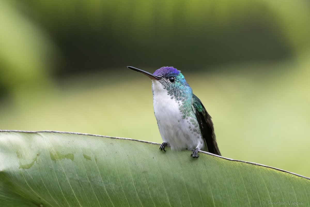 Andean Emerald - ML646844382