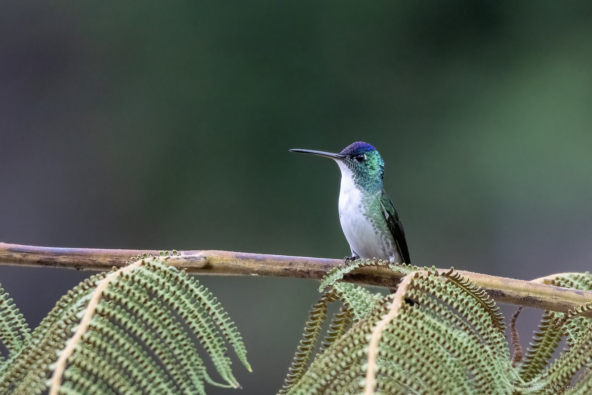 Andean Emerald - ML646844383