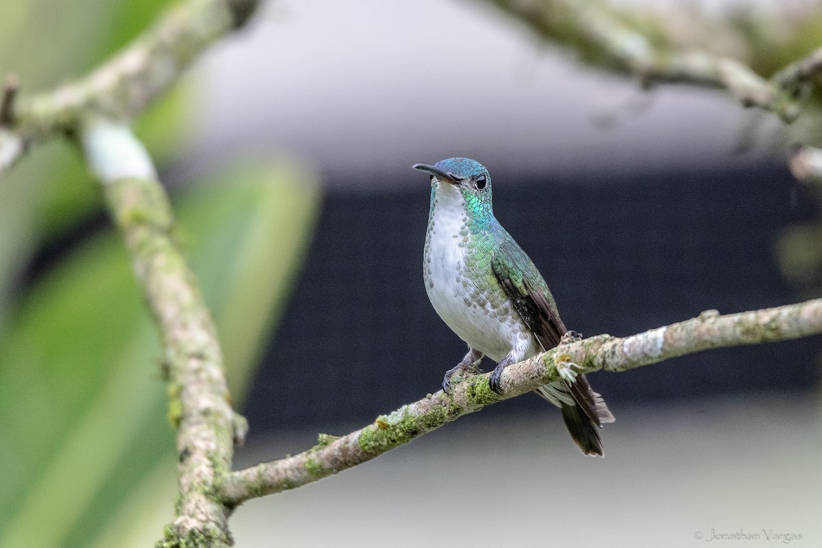 ズアオエメラルドハチドリ - ML646844384